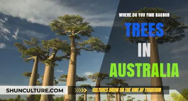 Baobab Trees: Australia's Unique Natural Wonder