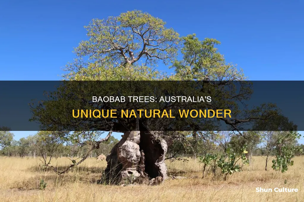 where do you find baobob trees in australia
