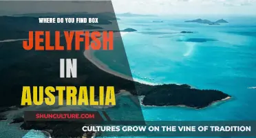 Box Jellyfish: Australia's Dangerous Waters
