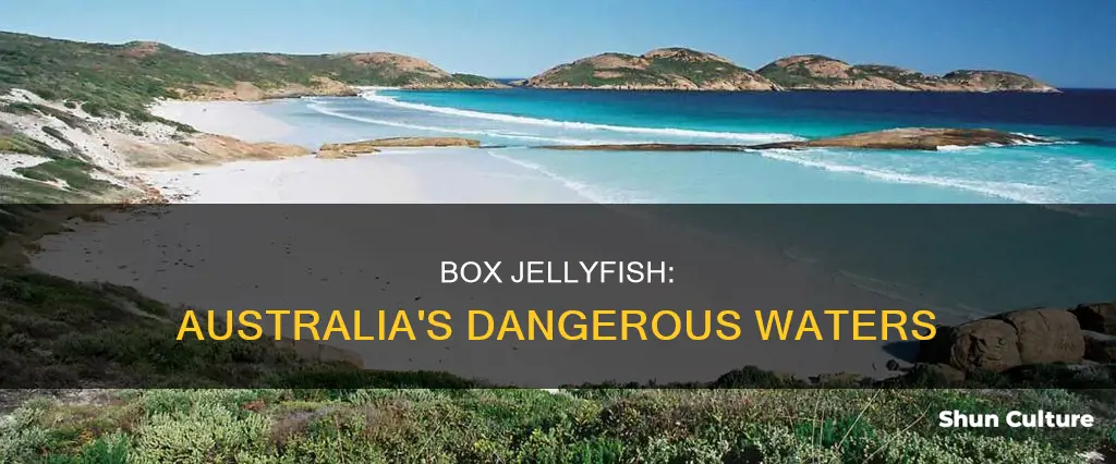 where do you find box jellyfish in australia