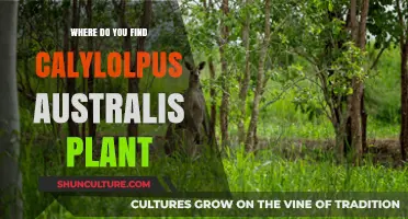 Exploring Calylolpus Australis: Where to Find This Unique Plant
