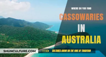 Cassowaries: Where to Spot Them in Australia