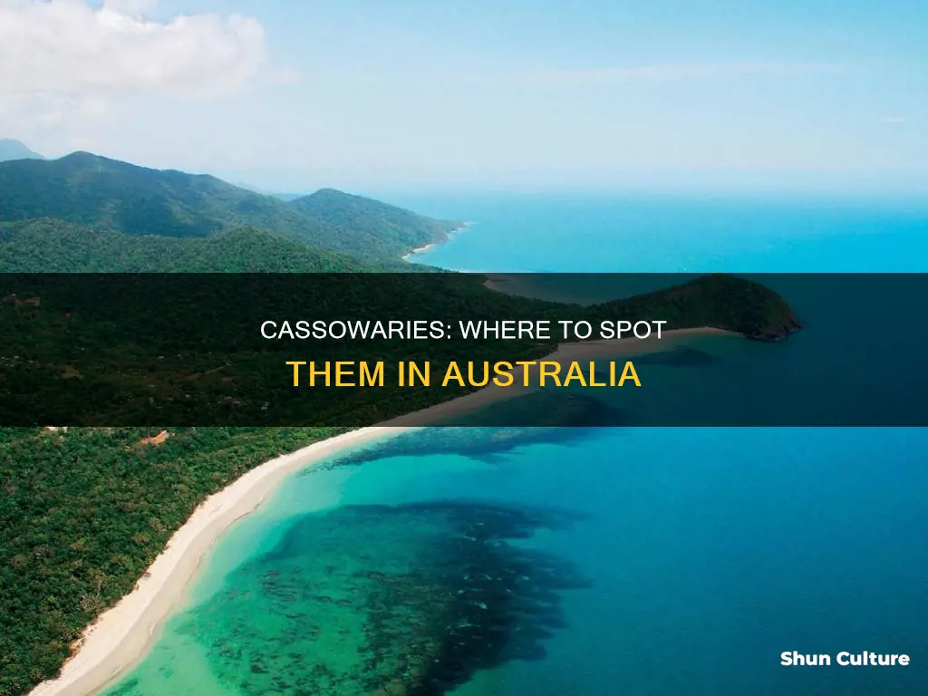 where do you find cassowaries in australia