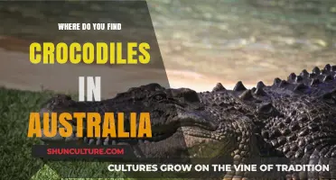 Crocodile Habitat: Australia's Crocodile-Infested Waters
