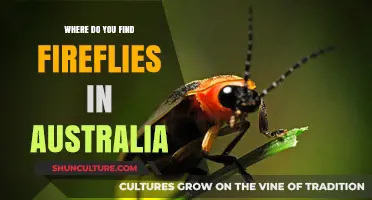 Fireflies in Australia: Where to Find Them