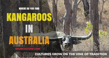 Exploring Australia: Where to Find Kangaroos