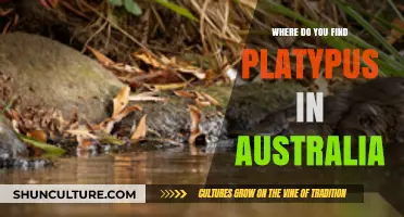 Exploring Platypus Habitats in Australia's Waters