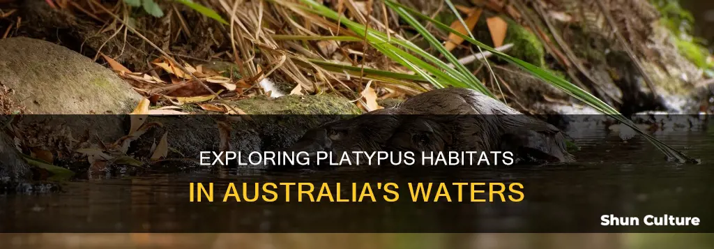 where do you find platypus in australia