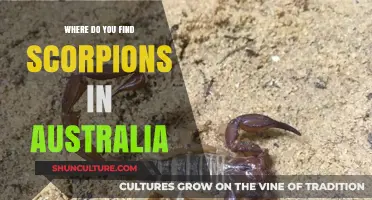 Scorpion Hotspots in Australia: Where to Find Them