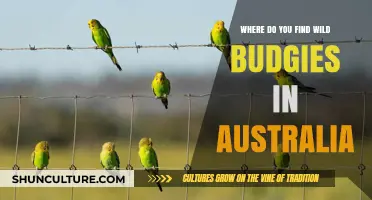 Exploring Australia's Wild Budgie Habitats
