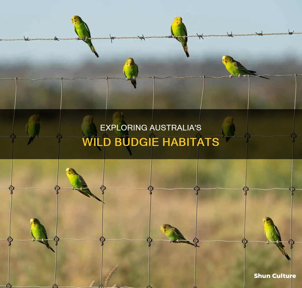 where do you find wild budgies in australia