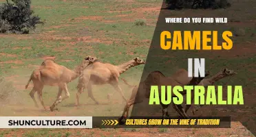 Exploring Wild Camels in Australia's Outback