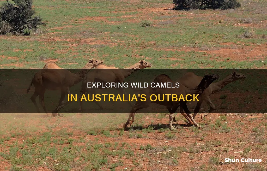 where do you find wild camels in australia
