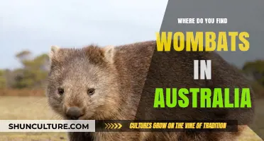 Exploring Wombats: Their Australian Habitats