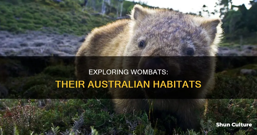 where do you find wombats in australia