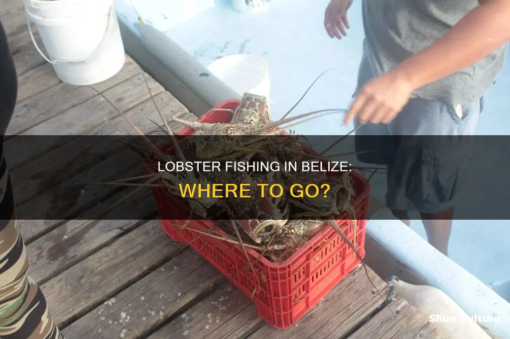 where do you lobster fishing in belize