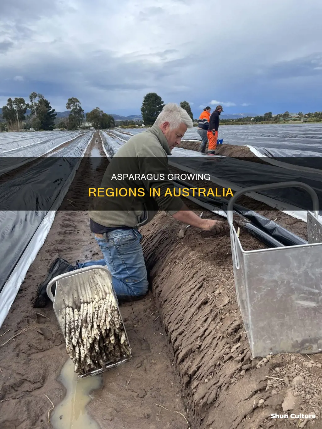 where does asparagus grow in australia