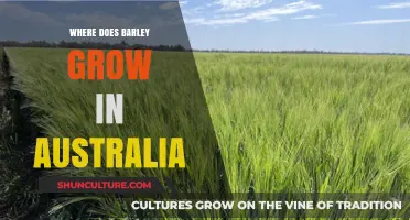 Barley's Australian Heartland: Where and How it Grows