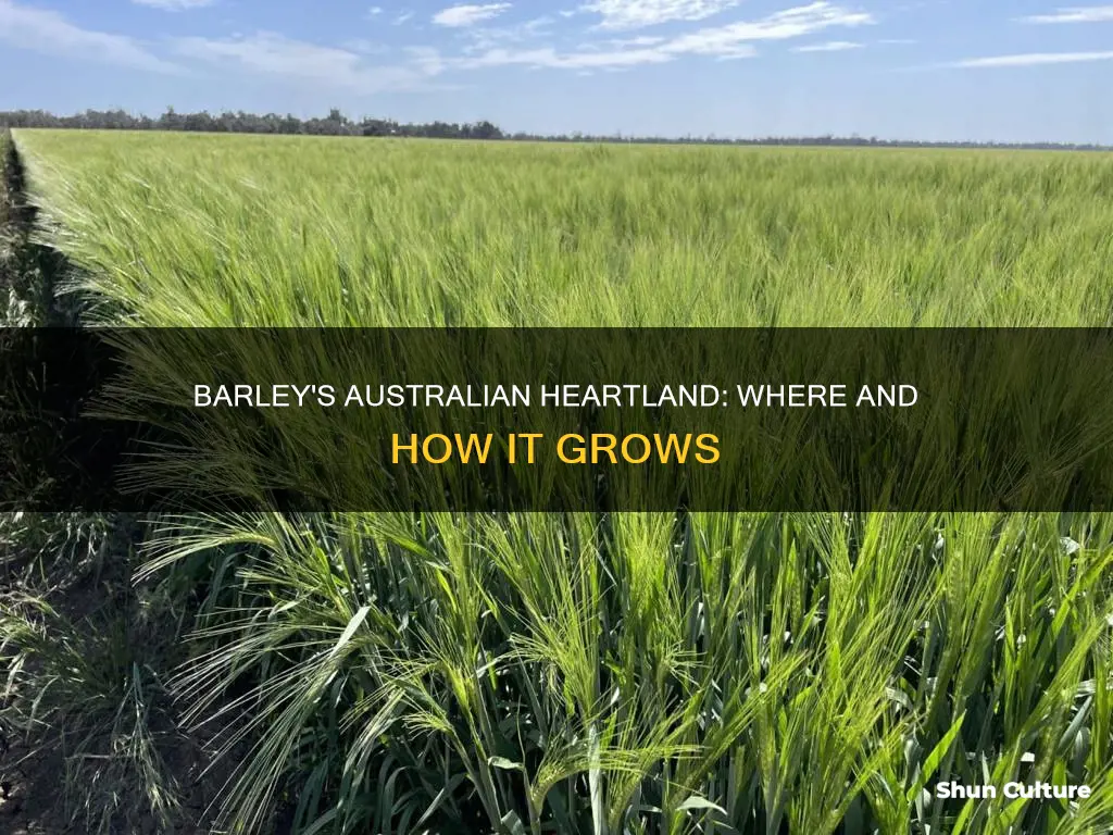 where does barley grow in australia