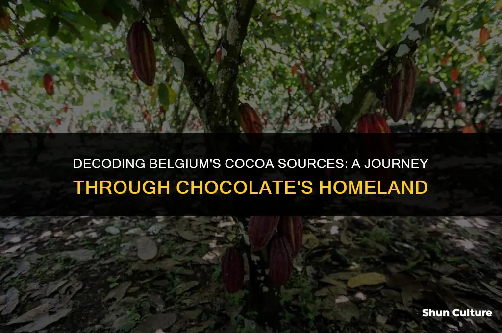 where does belgium get its cocoa