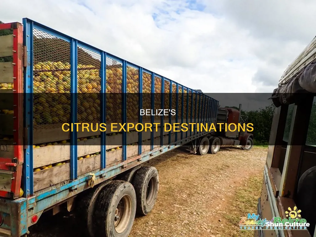 where does belize export citrus