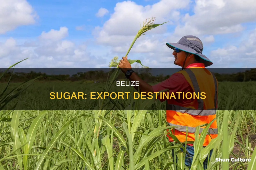 where does belize export sugar