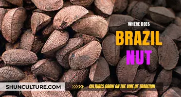 Exploring the Amazon Rainforest: Where Brazil Nuts Originate and Thrive