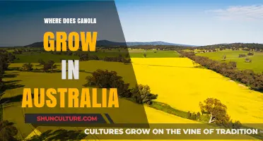 Canola Fields in Australia: Where and When They Grow