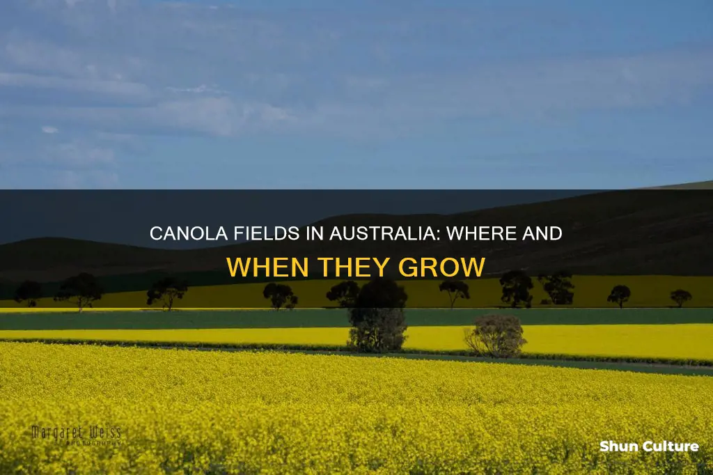 where does canola grow in australia
