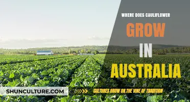 Cauliflower Farming in Australia: Where and How?