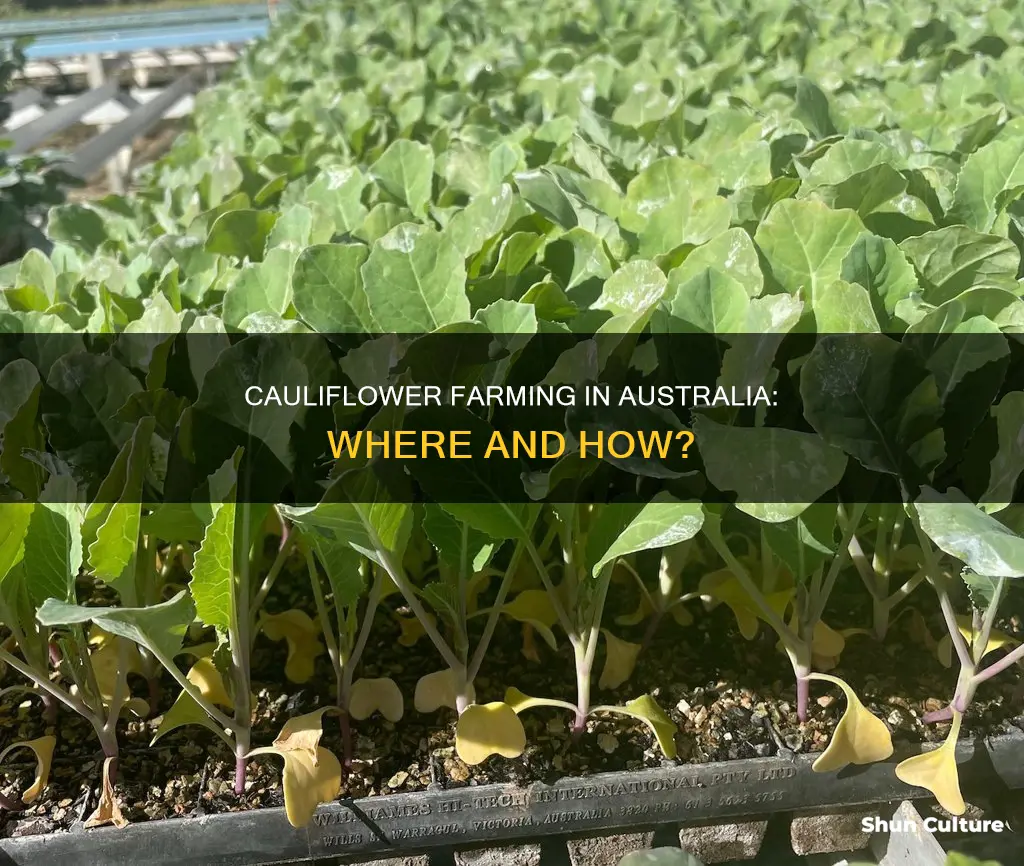 where does cauliflower grow in australia
