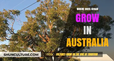 Cedar Trees in Australia: Where Do They Grow?