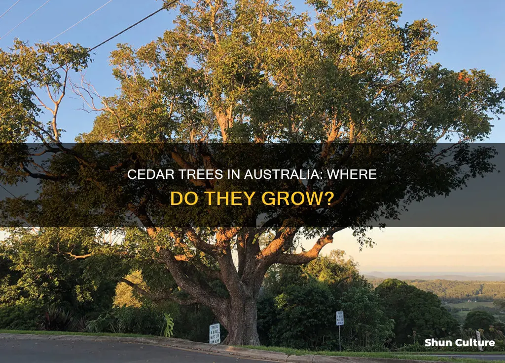 where does cedar grow in australia