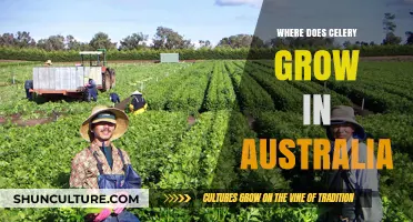 Celery Cultivation in Australia: Where and How?