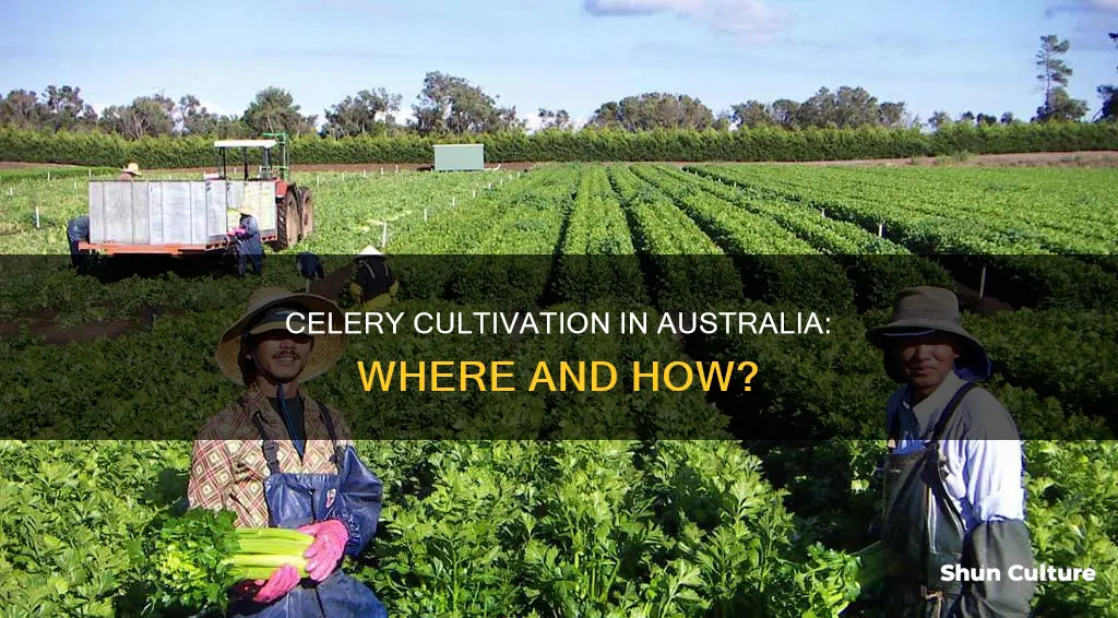 where does celery grow in australia