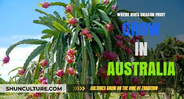 Dragon Fruit Cultivation in Australia: Regions and Conditions