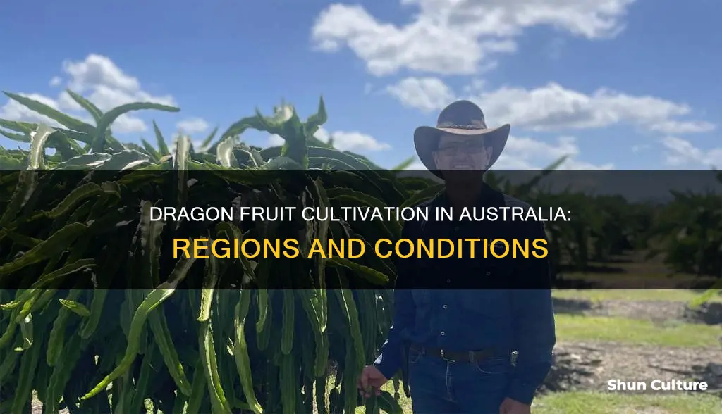 where does dragon fruit grow in australia