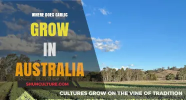 Garlic Growing Regions in Australia