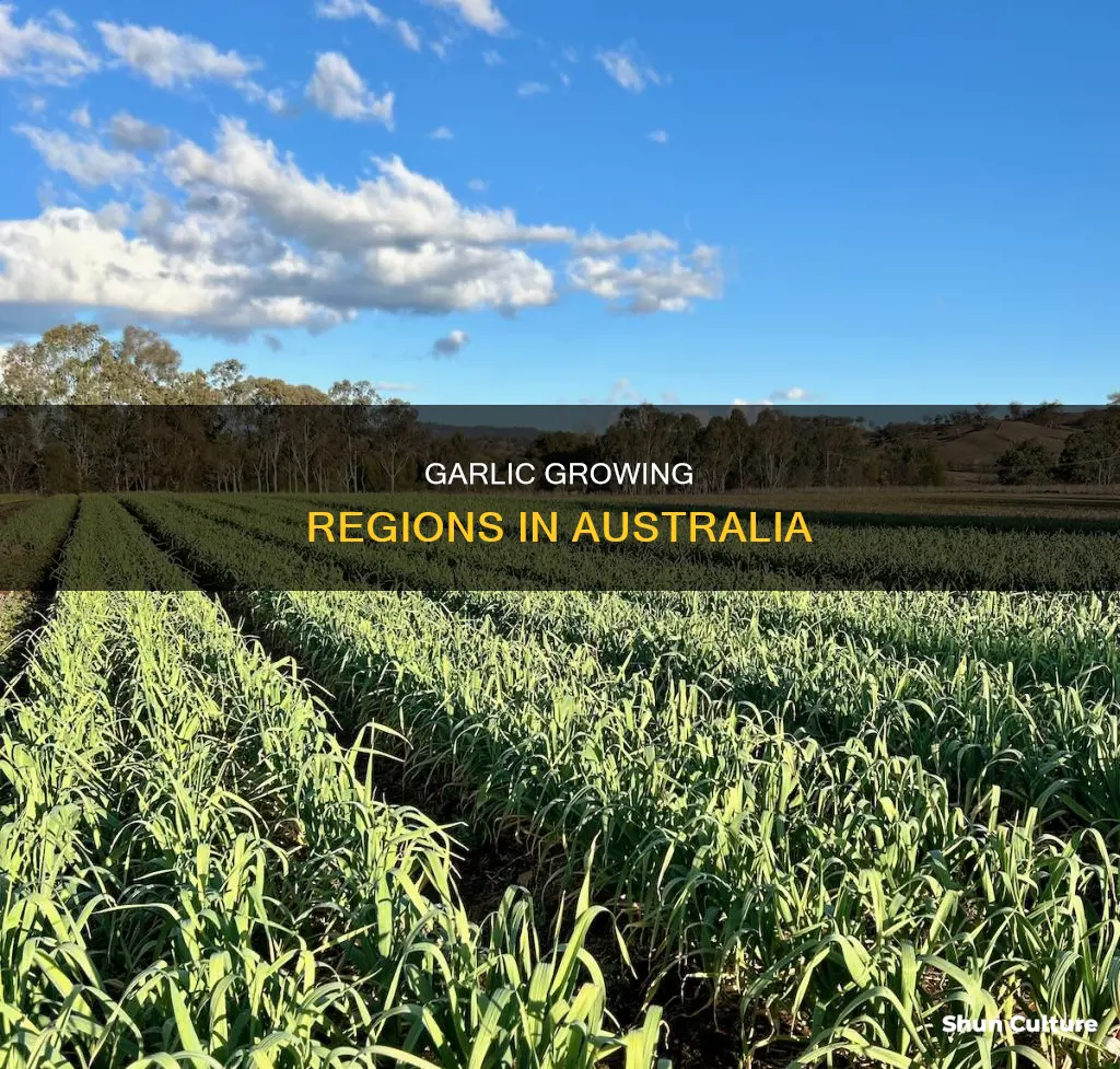 where does garlic grow in australia