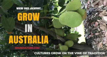 Jackfruit Cultivation in Australia: Regions and Climate
