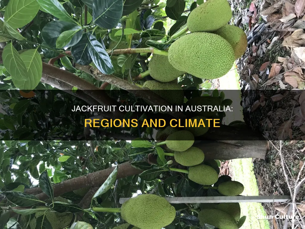 where does jackfruit grow in australia