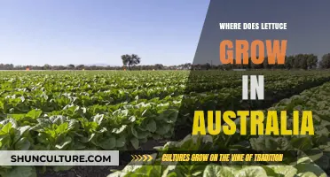 Lettuce Growth in Australia: The Perfect Climate