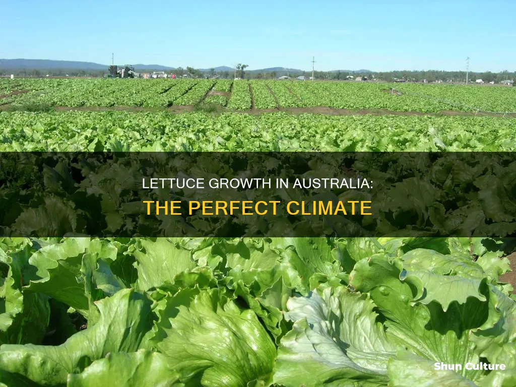 where does lettuce grow in australia