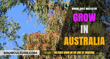 Mistletoe's Australian Habitat: Where to Find This Parasitic Plant