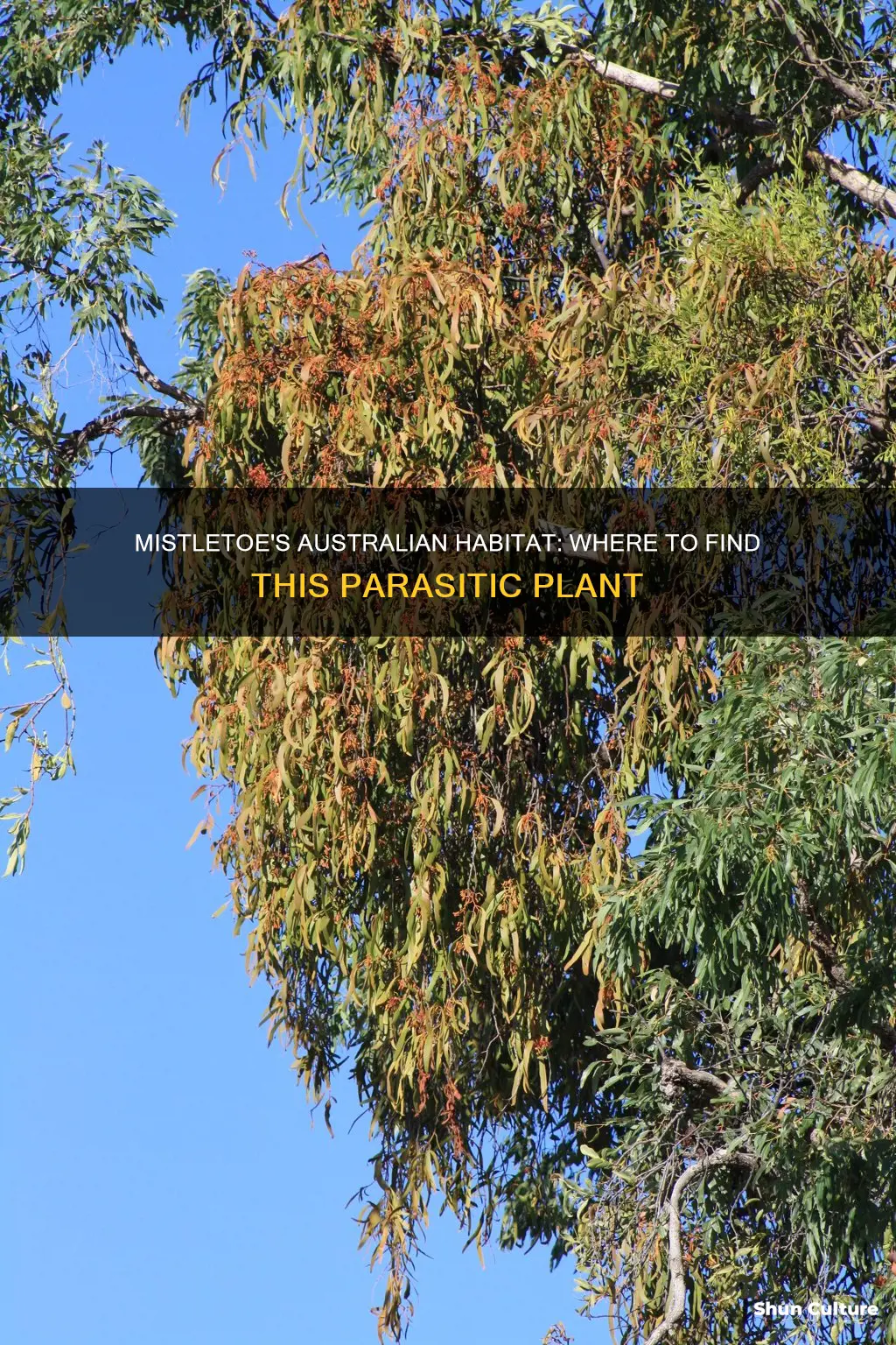 where does mistletoe grow in australia
