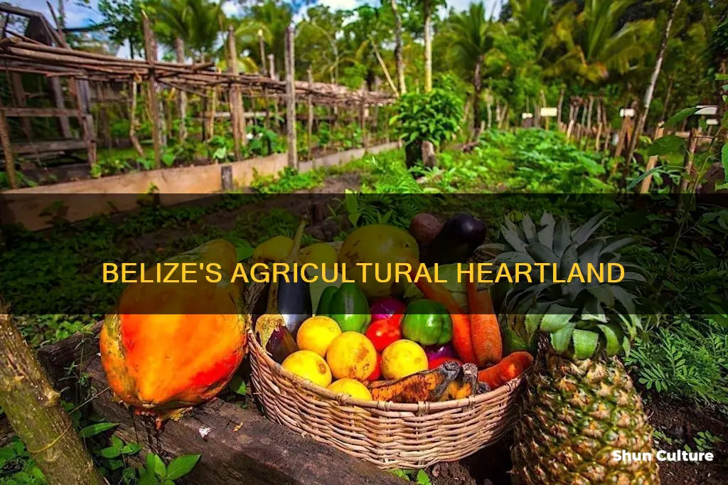 where does most of belize agriculture take pllace