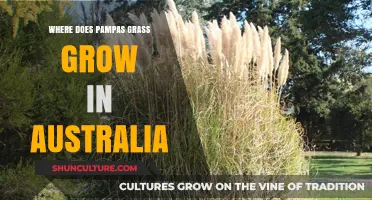 Pampas Grass: Where Does It Grow in Australia?