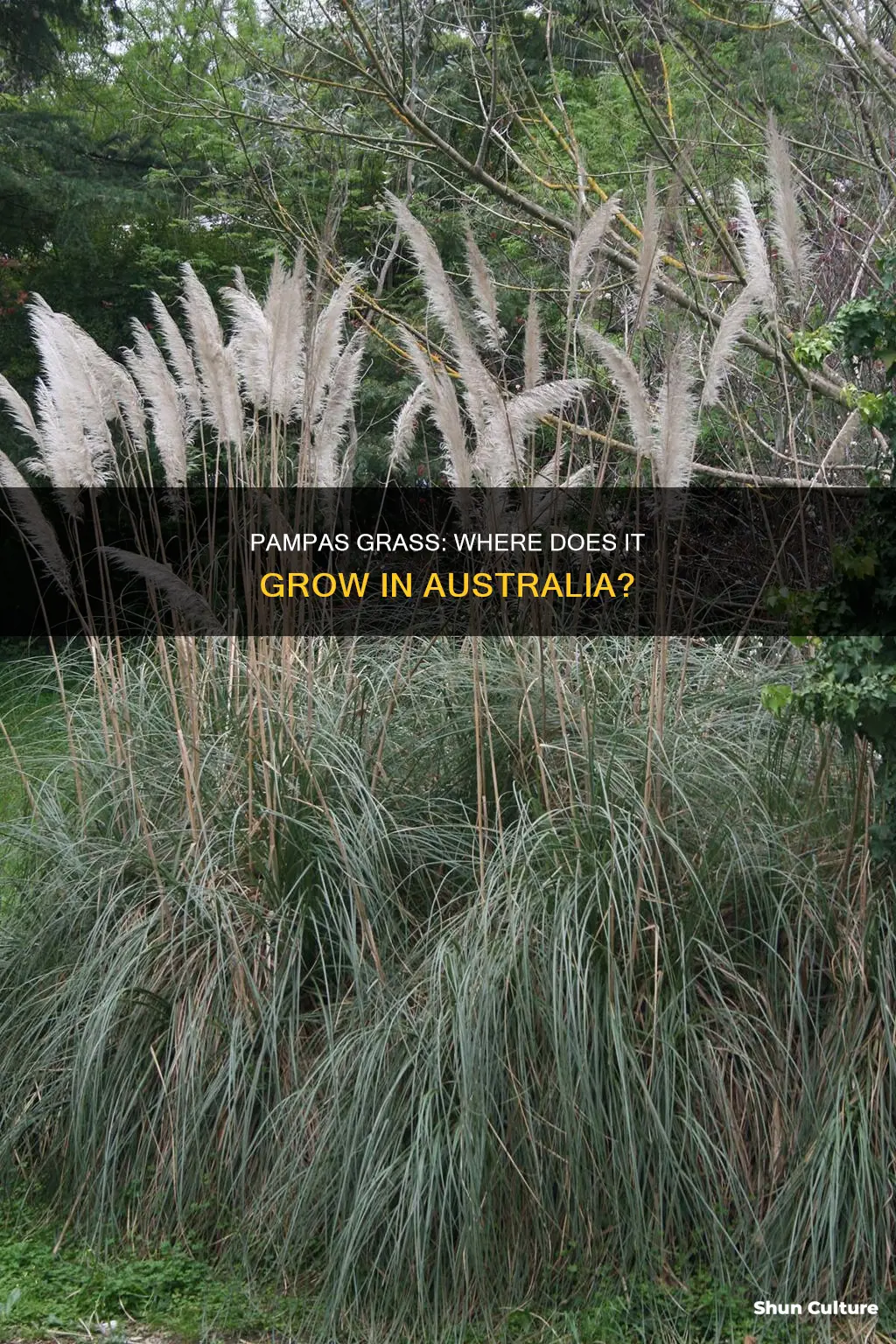 where does pampas grass grow in australia
