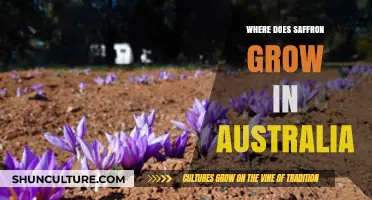 Saffron Farming in Australia: Regions and Climate