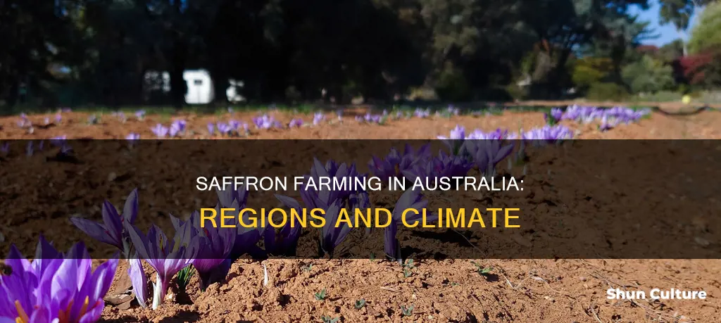 where does saffron grow in australia